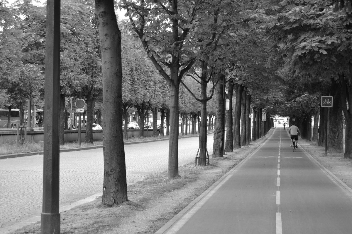 Tree lined road in Paris.