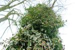 11165