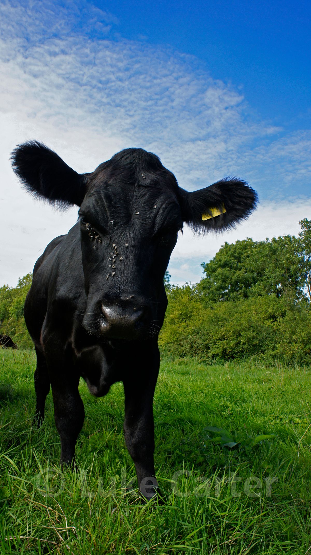 A young calf was very curious as to what I was doing with my camera when I went for a local exploration. I lured him away from his family for a few photos.