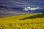 This beautiful landscape is part of West Berkshire county, UK.  The oil rape season is almost in full swing and the countryside is completely yellow in colour.
