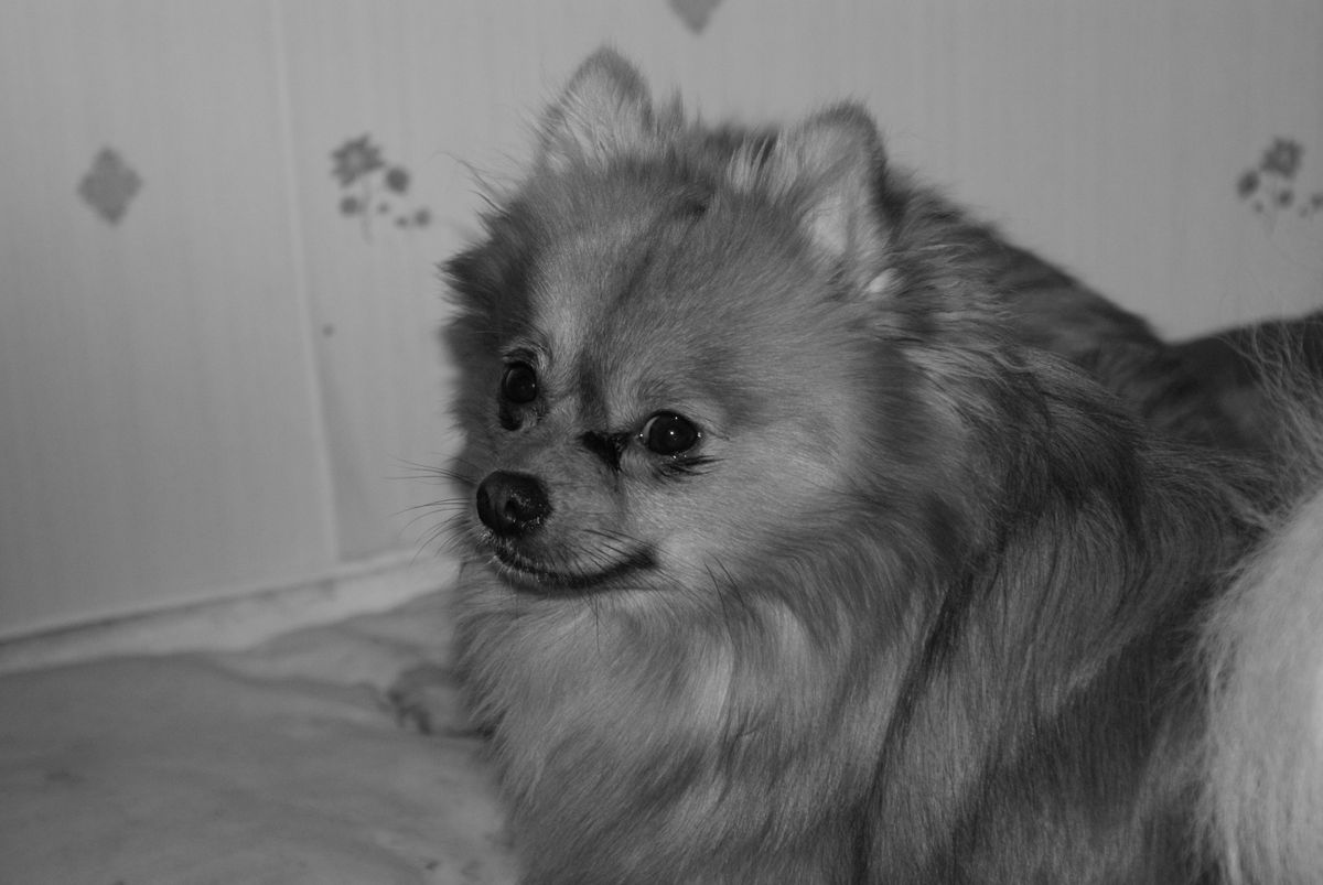 SONY DSC