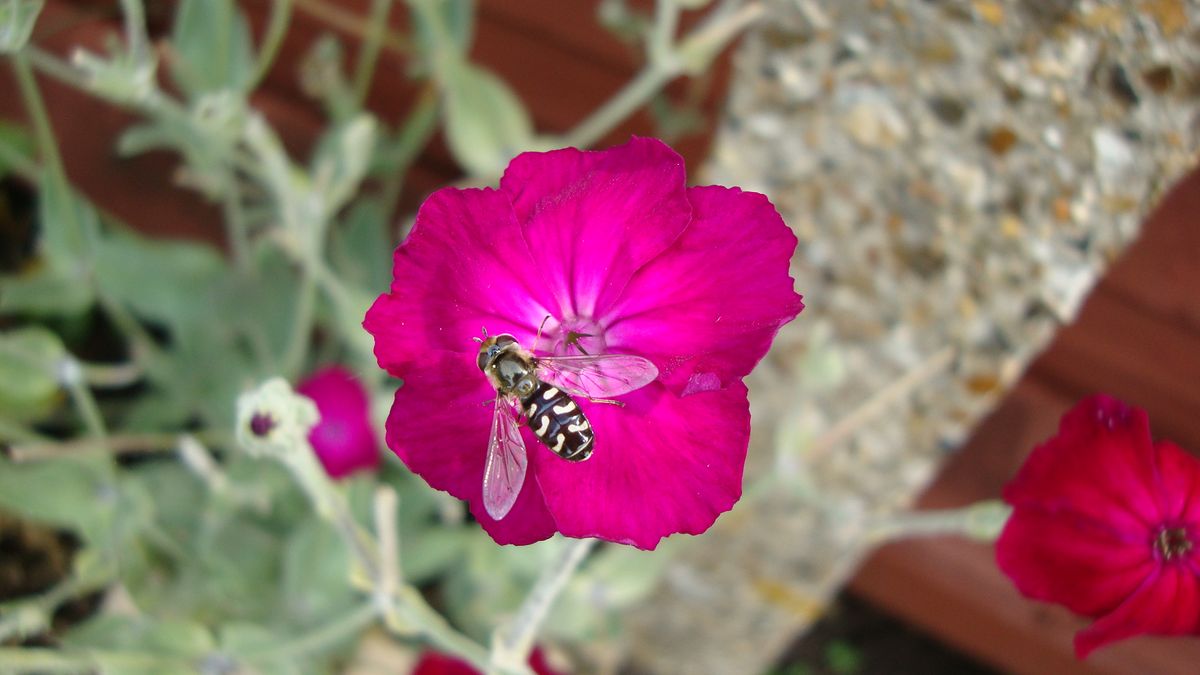 Insect on flower