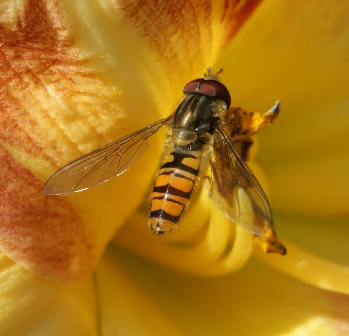 A young wasp posing for the camera.