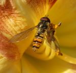 A young wasp posing for the camera.