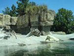 Icebear