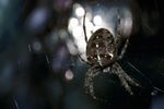 glossy