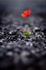 rebelle