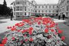 Wonderful geraniums.