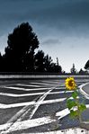 J'ai remarqué par hasard ce tournesol esseulé,dans un minuscule trou du bitume sur le pont de l'Europe à Avignon.