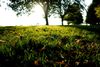 Loved the light reflecting on the grass in my local park.