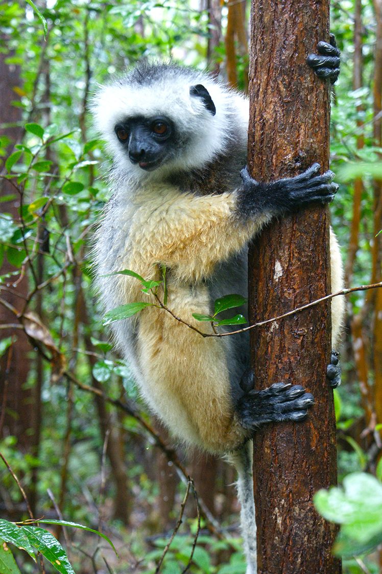Madagascar, Mignon le lémurien.